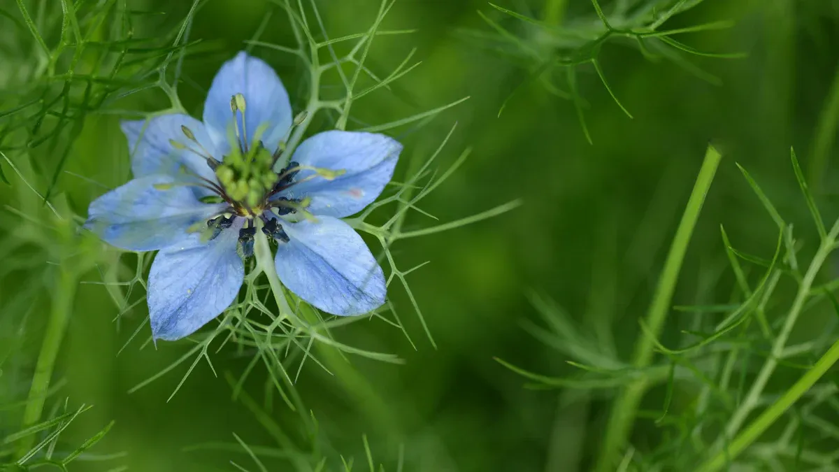 Nigella Sativa: History and Botany