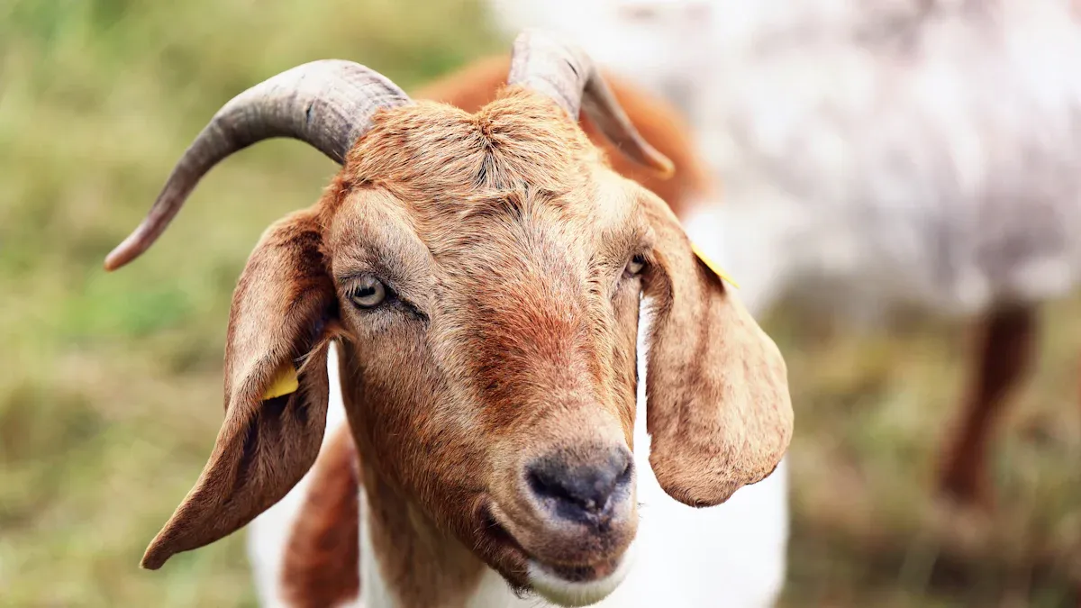 Goat Milk Vs Cow Milk: Nutrition, Digestibility, and Health Facts