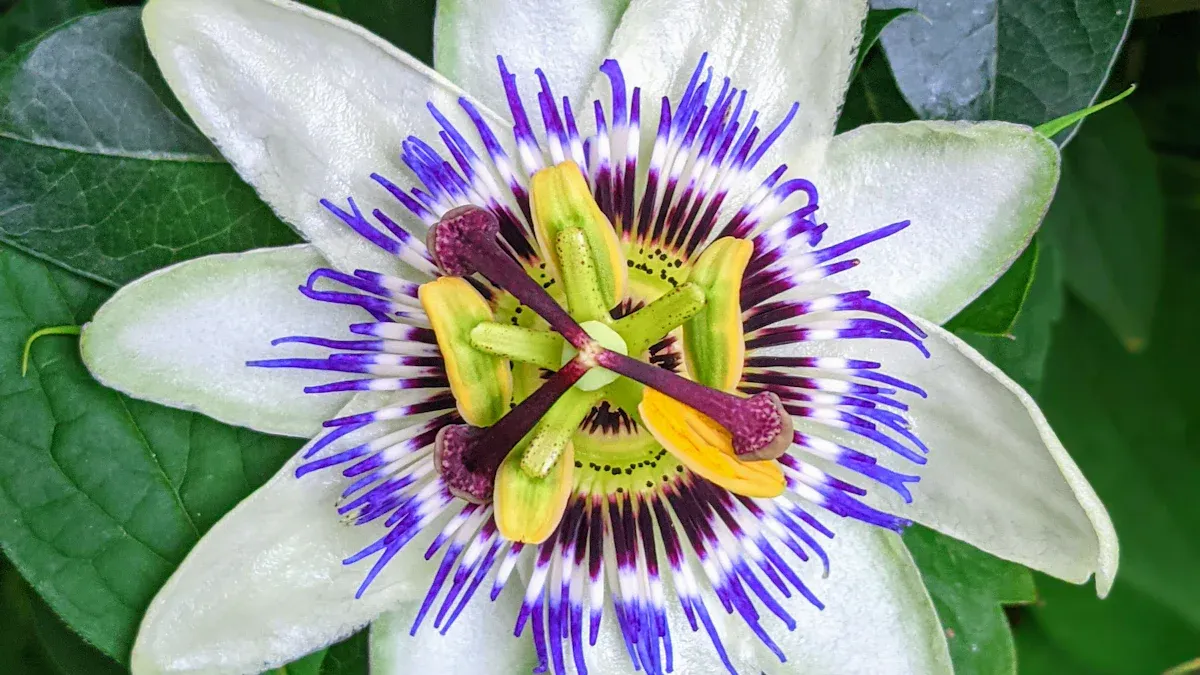 What Is Passionflower