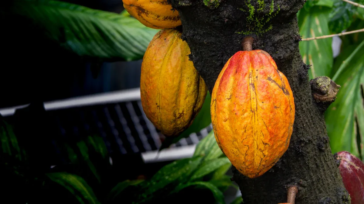 Brewed Cacao Benefits: A Health Powerhouse