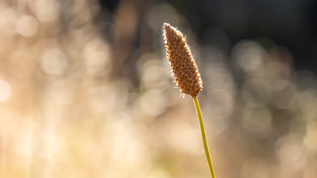Psyllium Husk Nutrition Benefits: Fiber, Digestion, and Gut Health