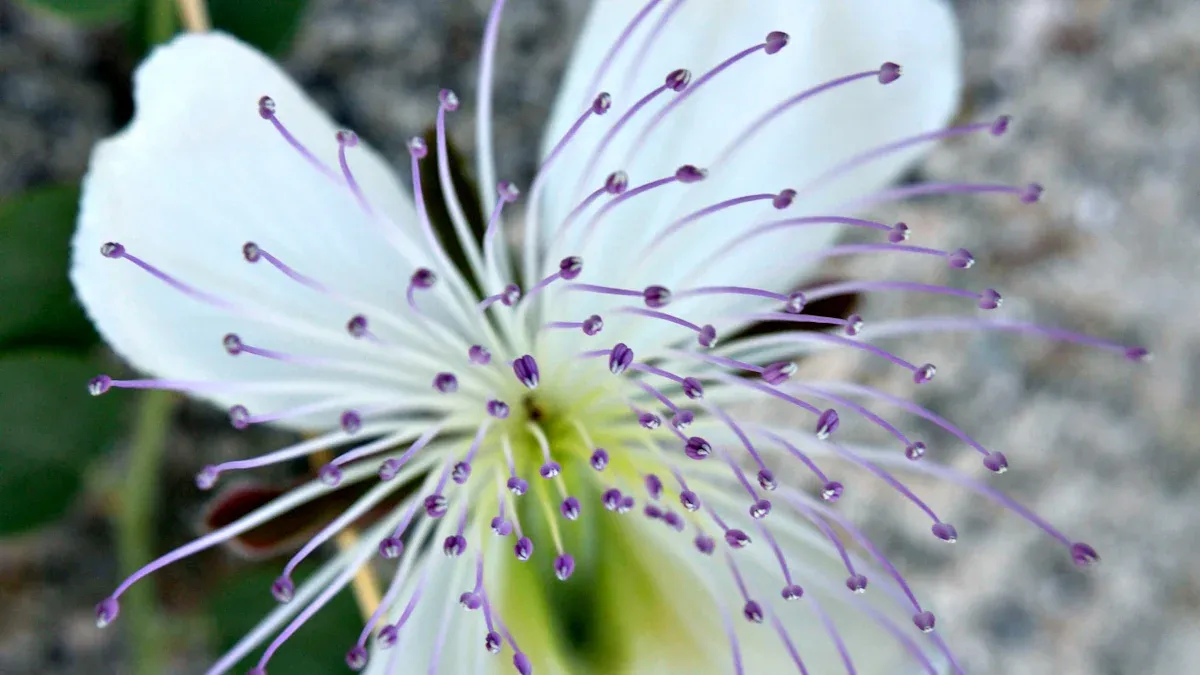 What Are Capers: Definition and Origin