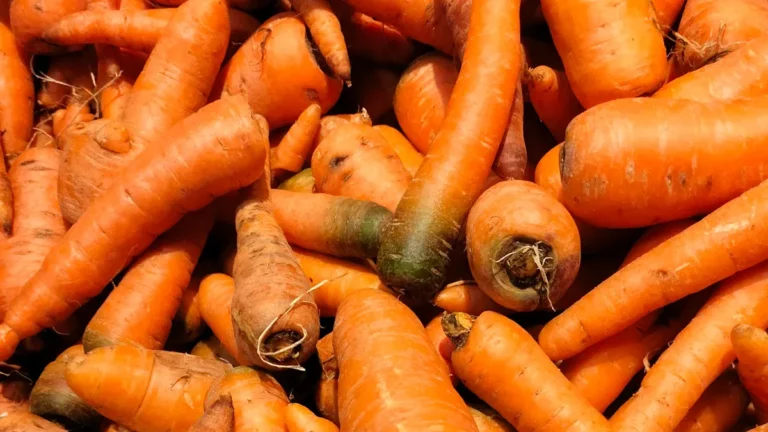 Carrots Nutrition: Vitamins, Fiber, and Health Benefits