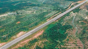 Red Palm Oil Nutrition Benefits: Vitamins, Antioxidants, and Uses