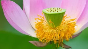 Lotus Root Nutrition: Fiber, Vitamins, and Asian Vegetable Facts