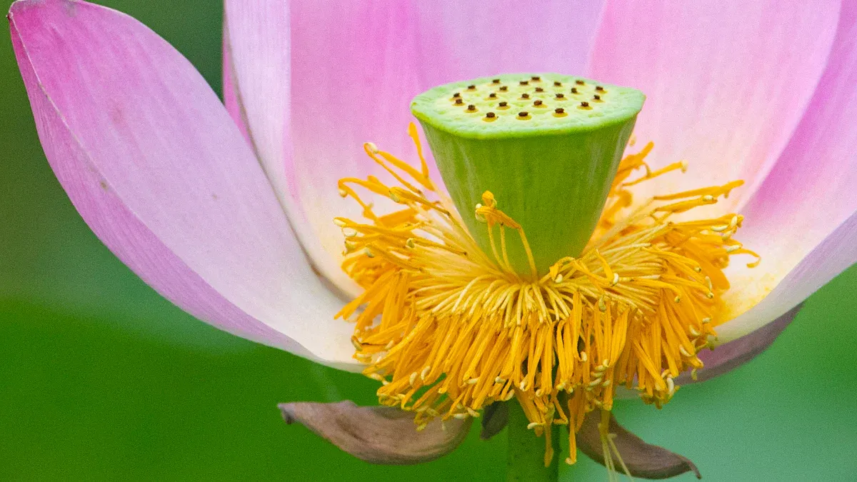 Lotus Root Nutrition: Fiber, Vitamins, and Asian Vegetable Facts