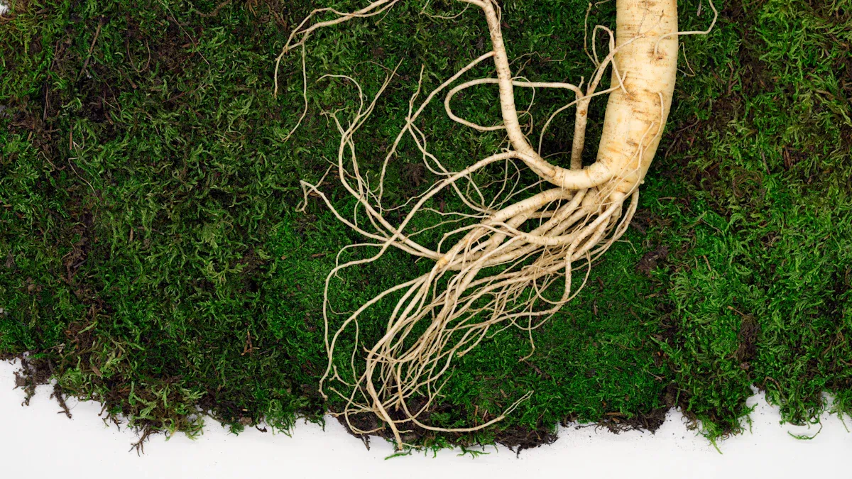 What is American Ginseng?