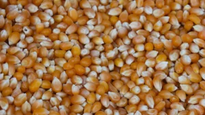 What Are Corn Nuts Nutrition: Calories, Carbs, and Snack Facts