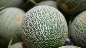 Types of Melons: Varieties, Nutrition, and Summer Fruit Facts