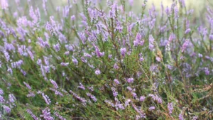 Rosemary versus Lavender: Comparing Benefits & Aromatic Uses