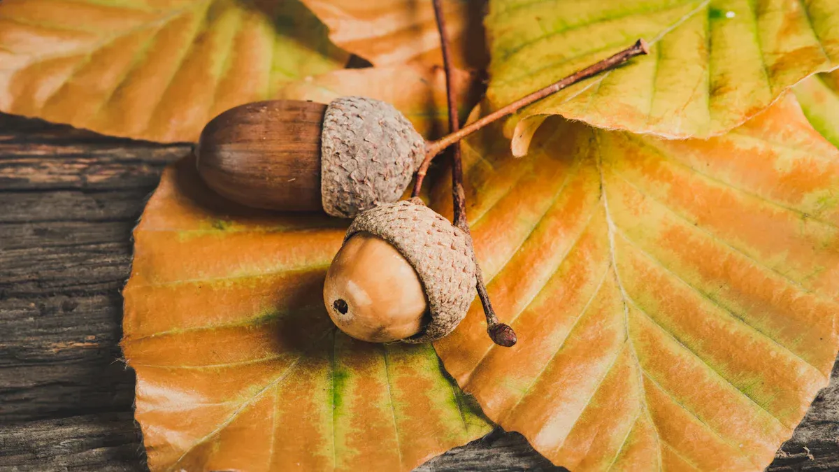 What Are Acorns?