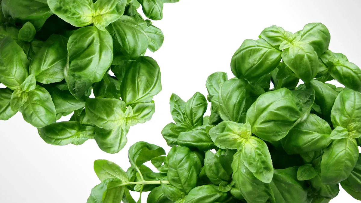 Basil: Aromatic & Nutritious