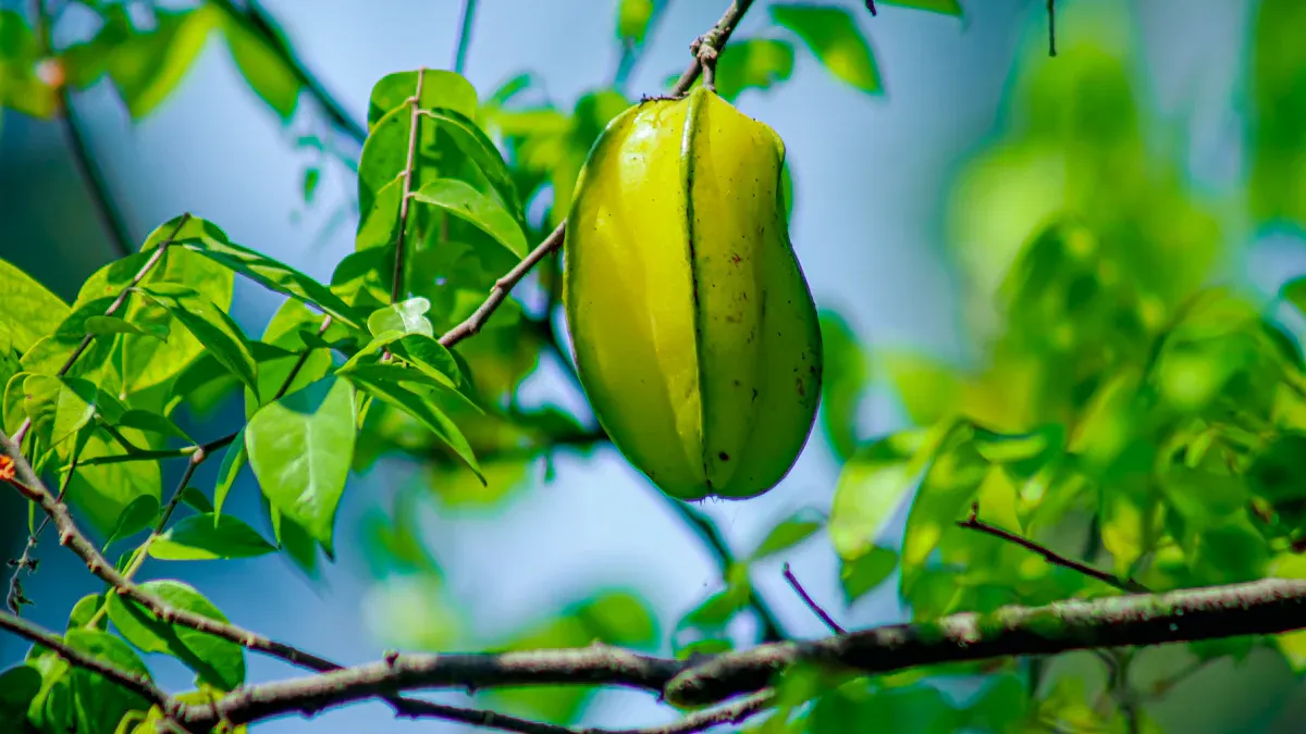 Star Fruit Nutrition Benefits: Vitamin C, Fiber, and Tropical Treat