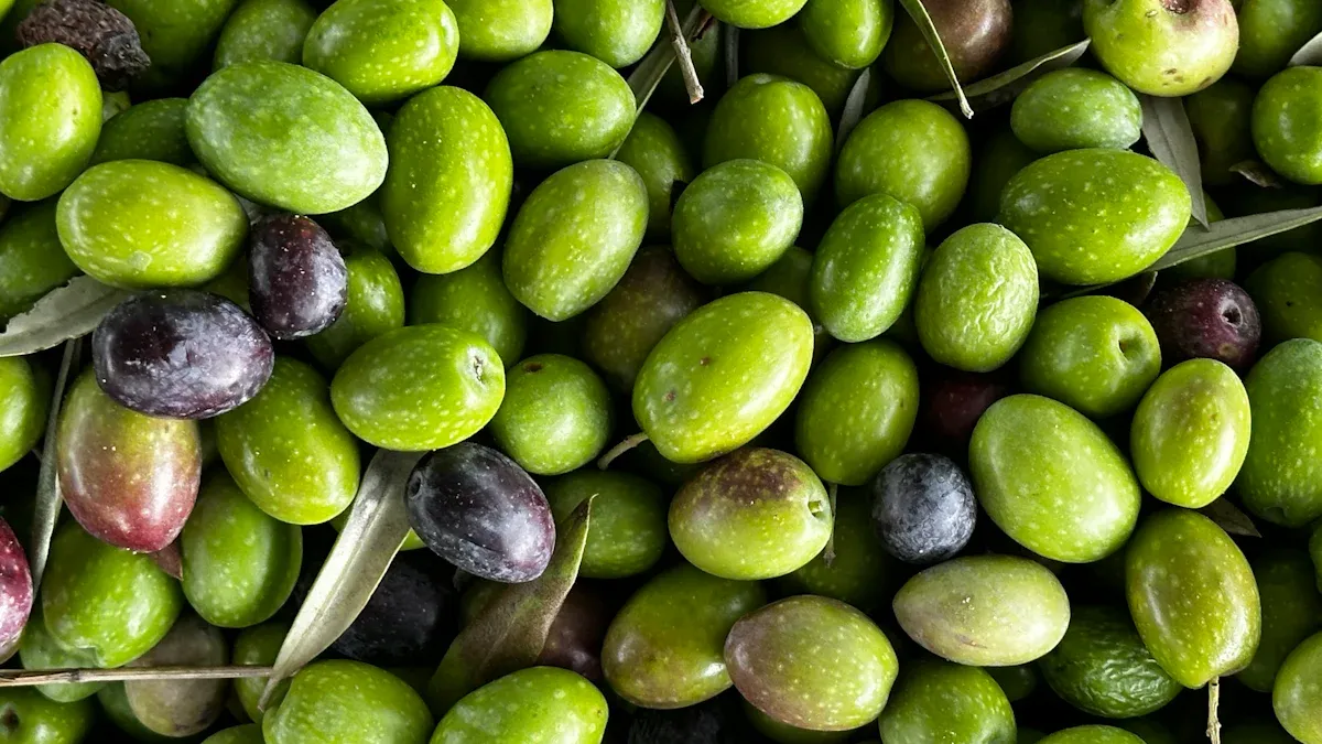 Popular Green Olive Varieties
