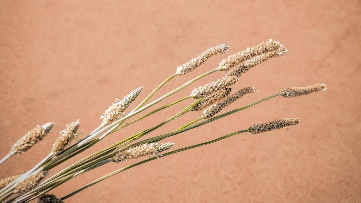 Understanding Psyllium Husk: The Fiber Powerhouse