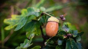 Acorns Nutrition: Calories, Carbs, and Traditional Food Uses