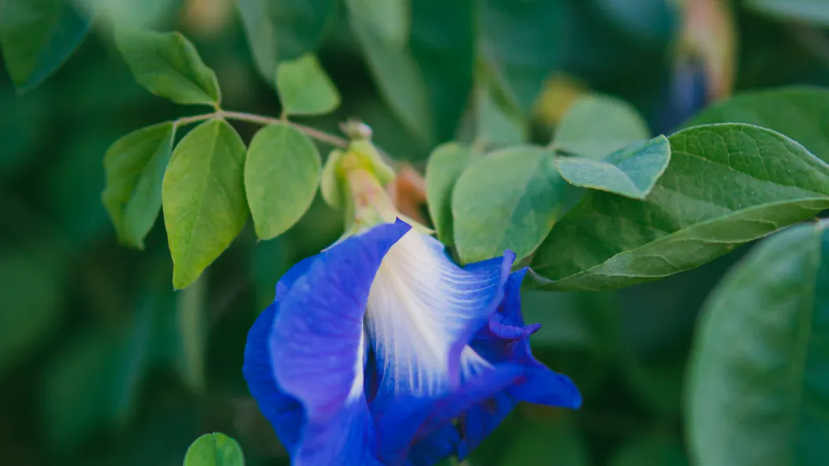 What Is Butterfly Pea Flower Tea