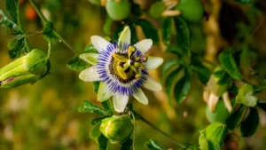 Passionflower: Benefits for Sleep and Anxiety Relief