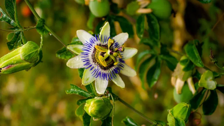 Passionflower: Benefits for Sleep and Anxiety Relief