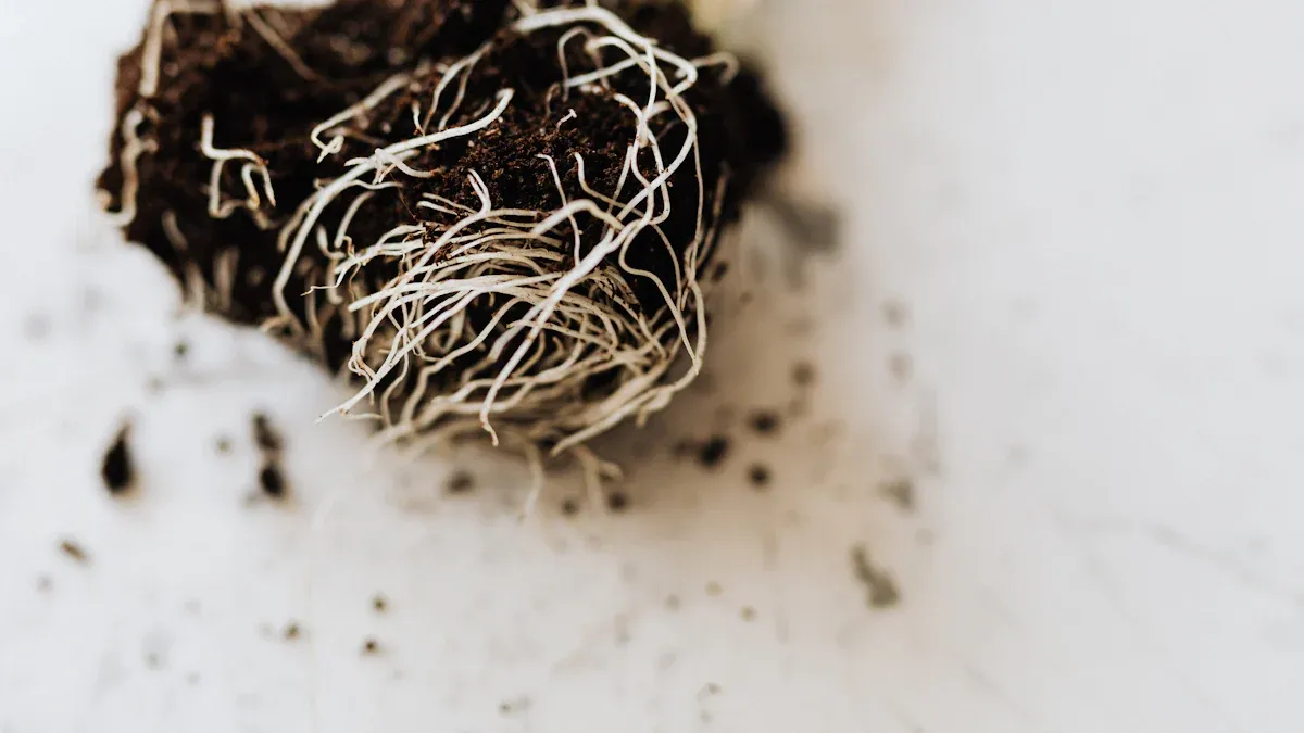 Understanding Maca Root