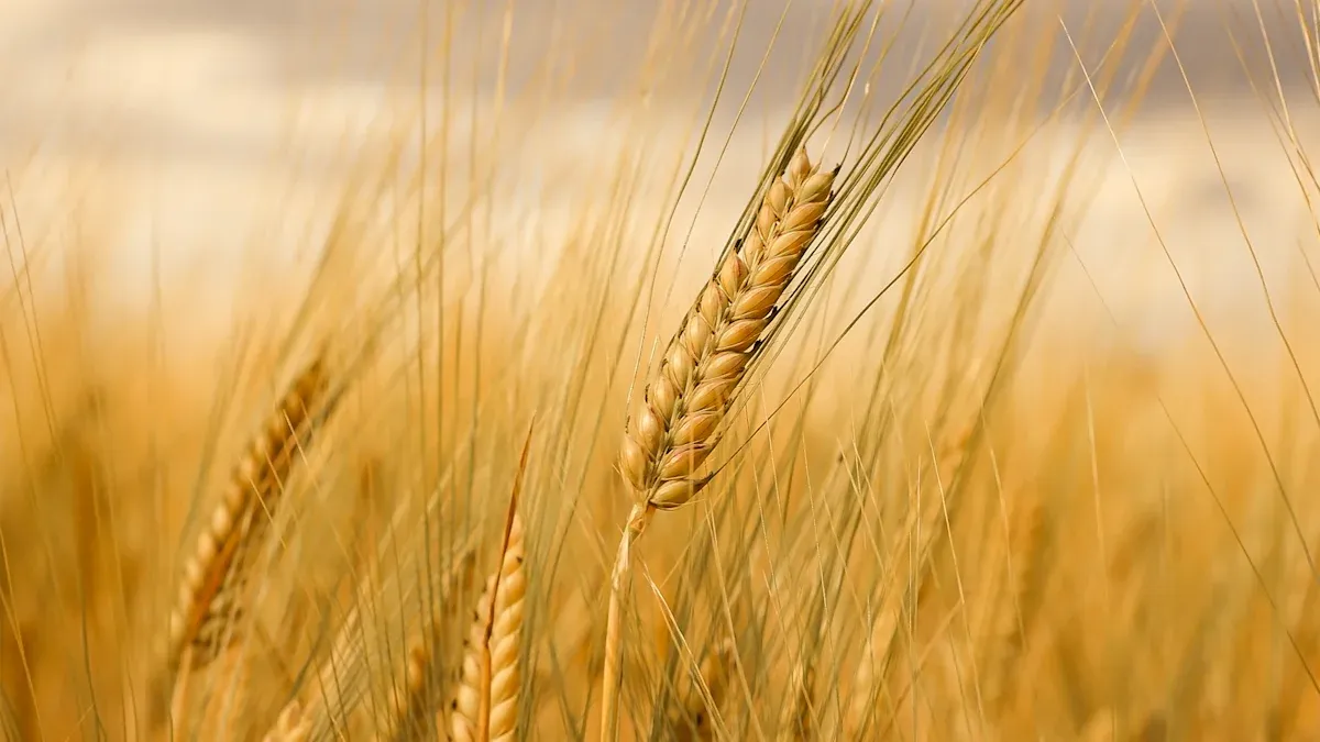 Kamut: An Ancient Grain