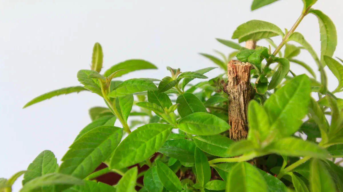 Yellow Dock: Benefits, Detoxification, and Root Uses