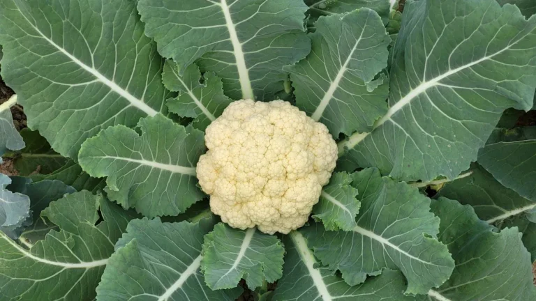 Cauliflower Nutrition: Amazing Benefits, & Uses