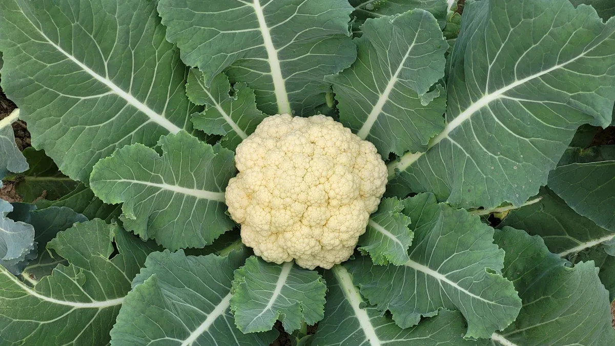 Cauliflower Nutrition: Amazing Benefits, & Uses