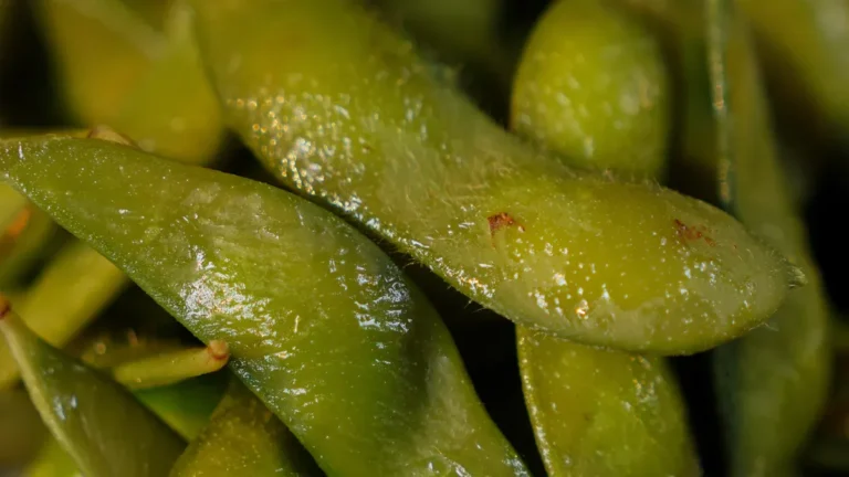 Edamame Nutrition: Key Facts, Protein-Packed Benefits, & Uses