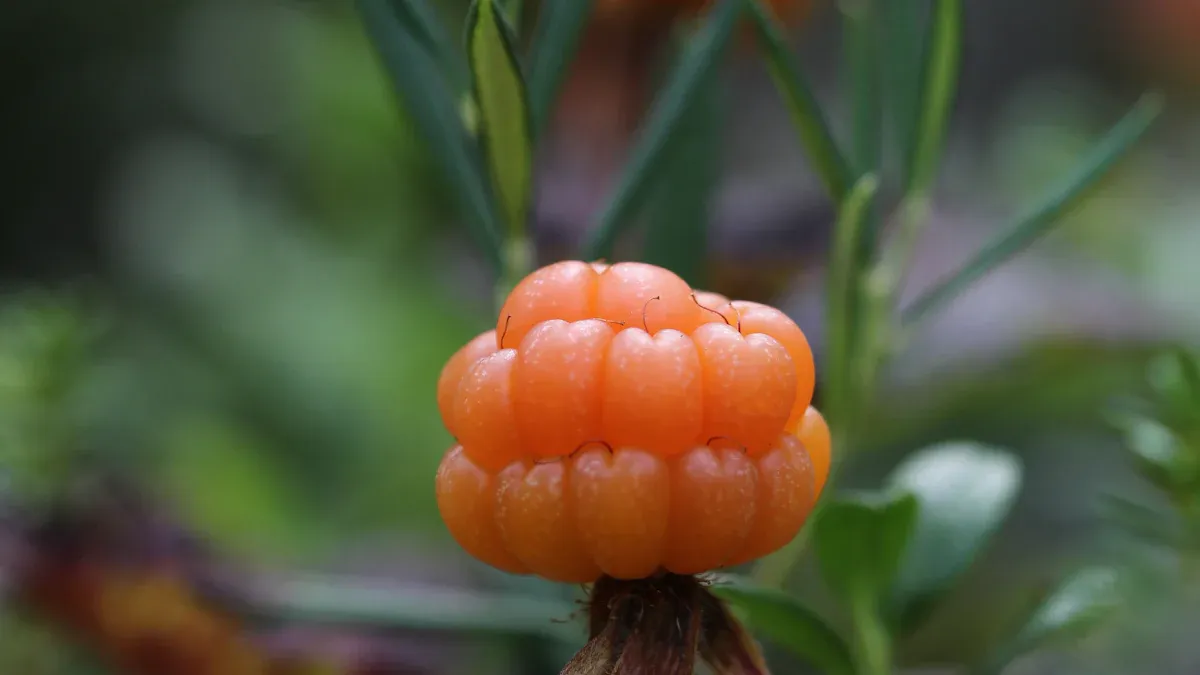 Understanding Cloudberries: The Arctic Berry