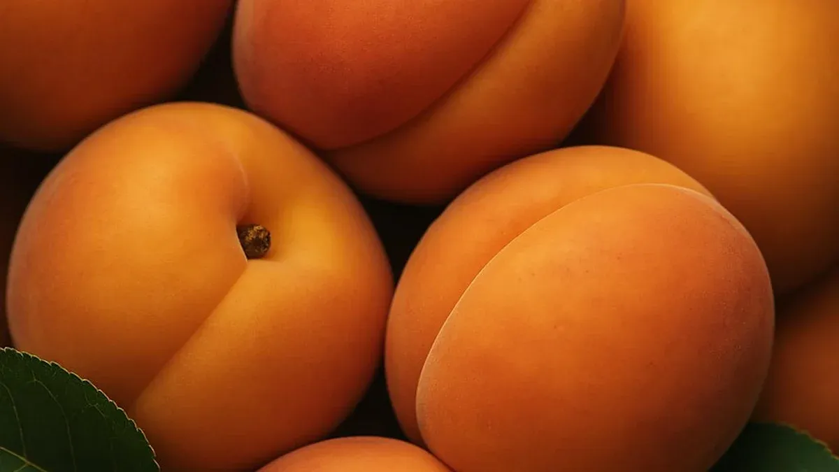 Apricot Nutrition: 19 Benefits, Facts, & Essential Uses Today