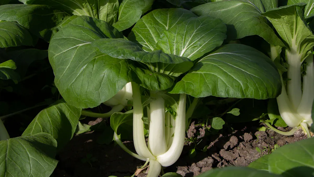 Bok Choy Nutrition: Amazing Facts, Key Diet Benefits, & Uses
