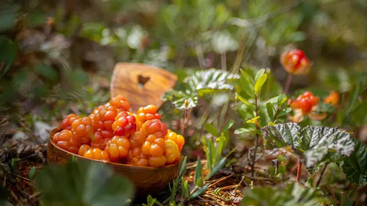 The Arctic Habitat of Cloudberries