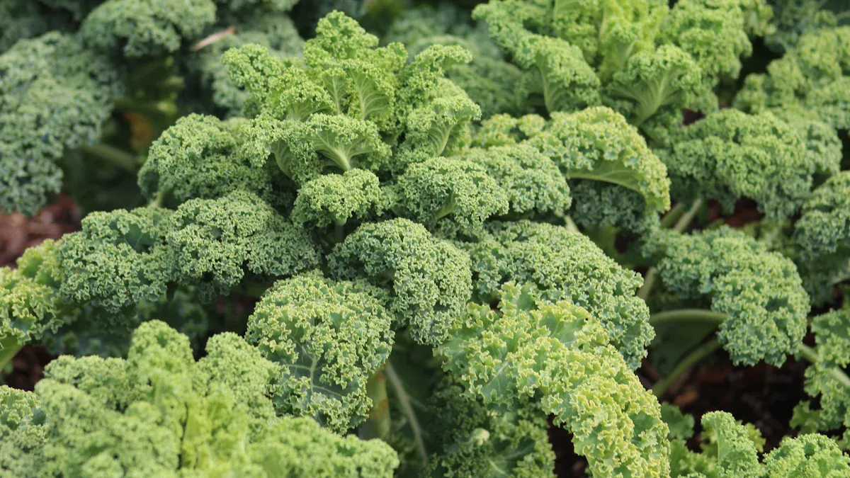 What is Kale: Superfood Overview