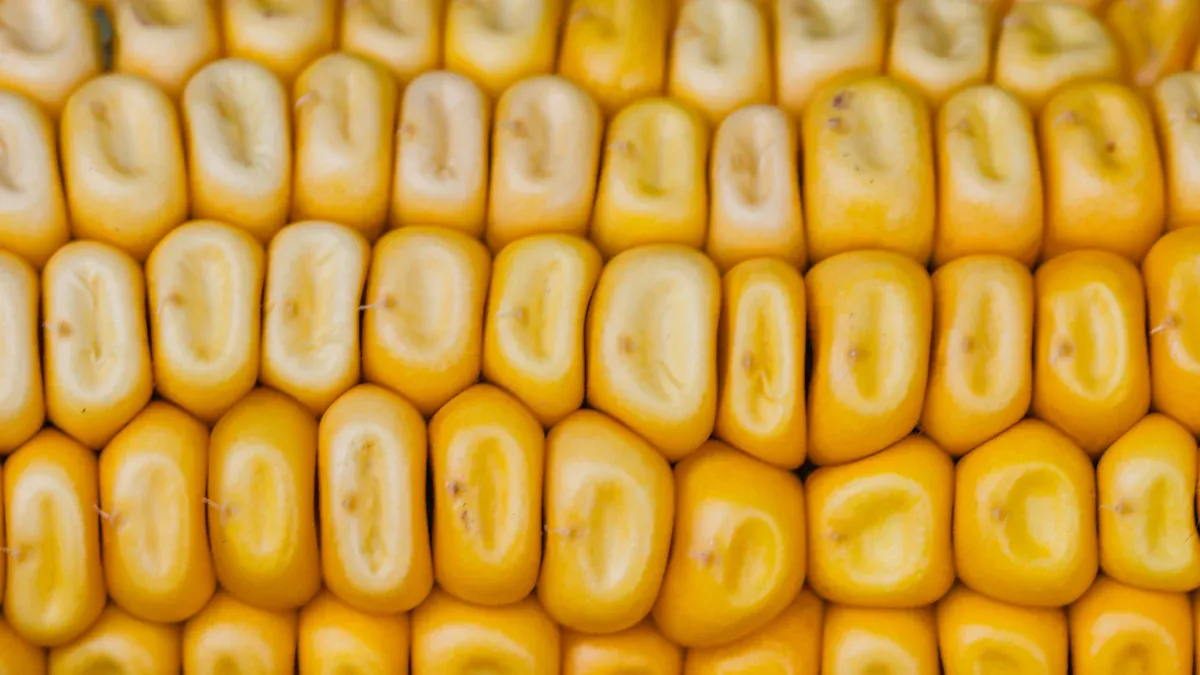 Understanding Corn Nutrition: Key Facts