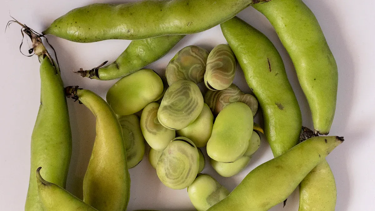 What Are Lima Beans?