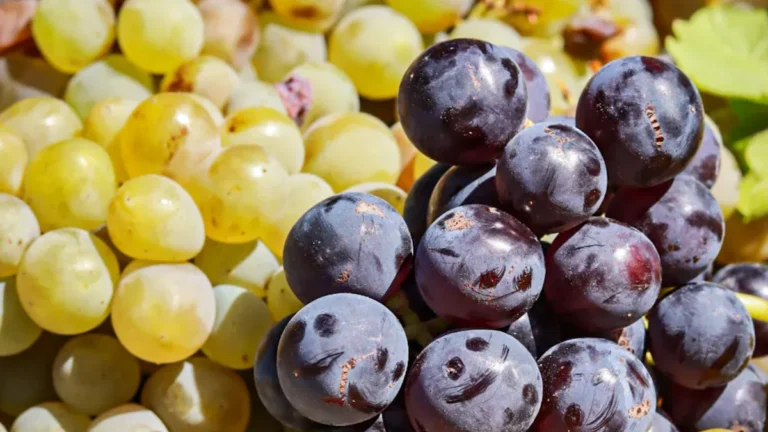 Grapes Nutrition: Sweet Uses, Powerful Benefits, & Key Facts
