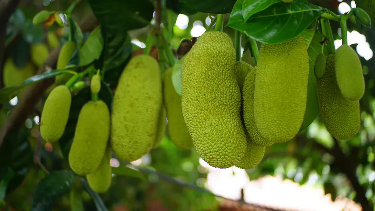 What Is Jackfruit: Uses, Nutrition, and Tropical Fruit Facts