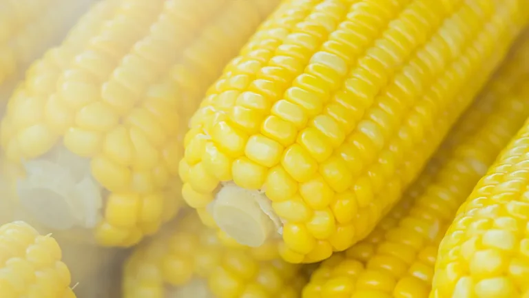 Corn Nutrition: Sweet Facts, Essential Benefits, & Key Uses