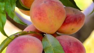 Peach Nutrition: Sweet Uses, Amazing Benefits, & Facts
