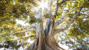 Holistic Approaches to Mental Wellness: A 2026 Roadmap to Inner Peace