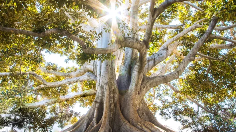 Holistic Approaches to Mental Wellness: A 2026 Roadmap to Inner Peace