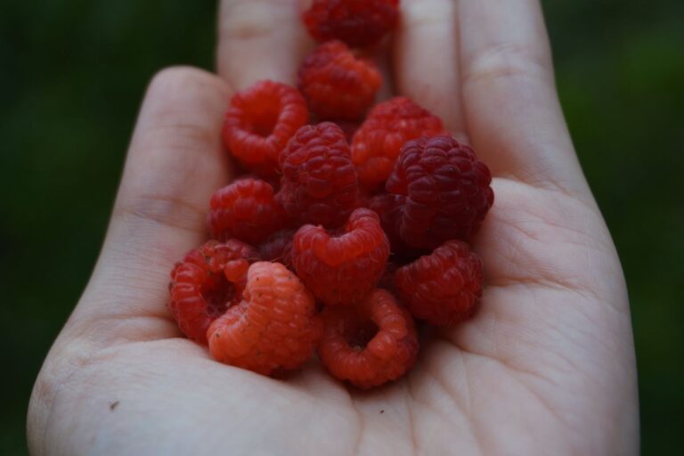 14 Benefits Loganberry: Nutrition, Uses, and More
