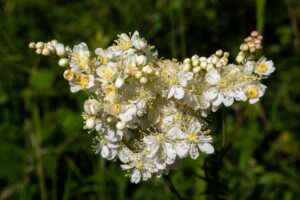 14 Health Benefits of Meadowsweet: Uses, Safety, and Tea