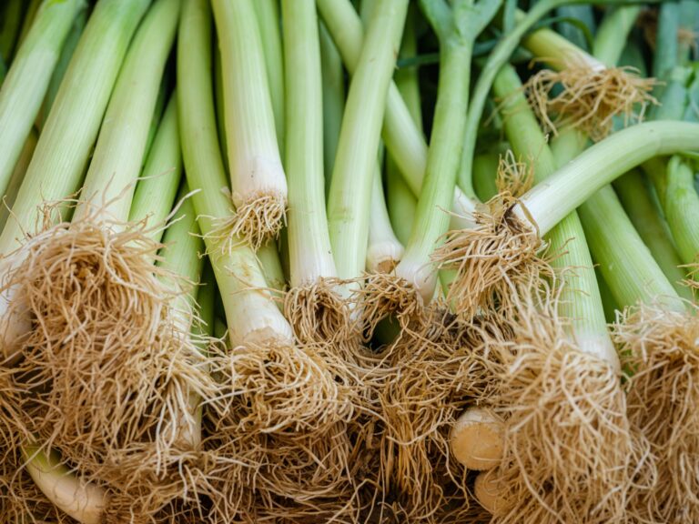 9 Health Benefits Leeks: Nutrients, Uses, and Cautions