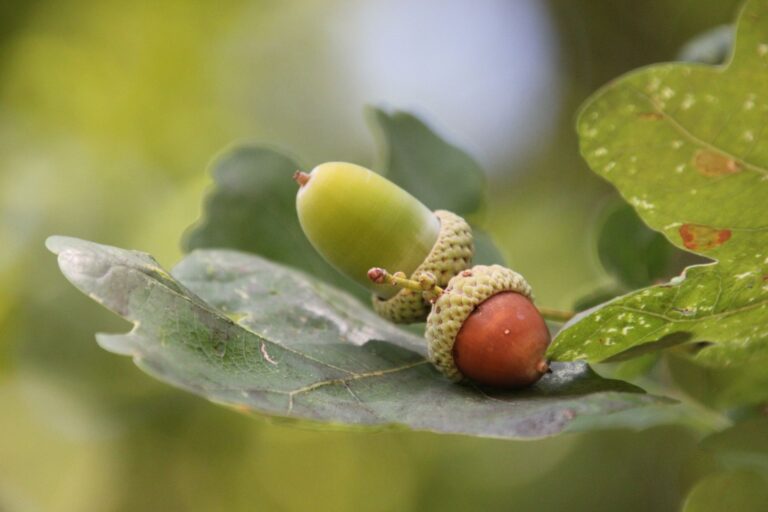 Acorn Oil: Benefits, Side Effects, Uses
