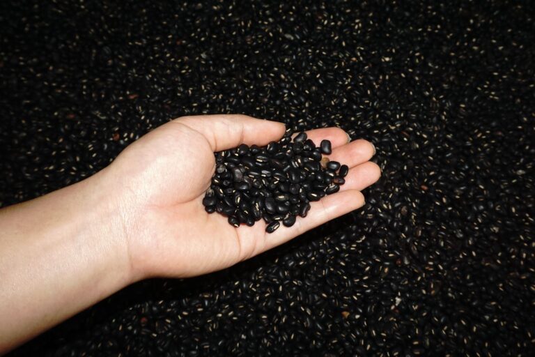 Adzuki Beans vs Black Beans: Nutrition, Taste, and Uses