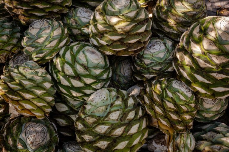 Agave: Nutrition, Benefits, Side Effects, Uses