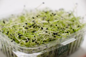 Alfalfa: Nutrition, Benefits, Side Effects, Uses
