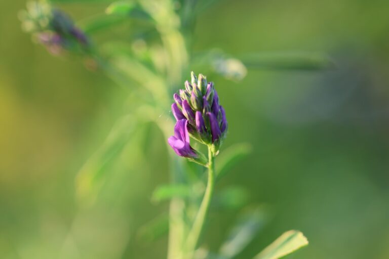 Alfalfa Tea: Benefits, Side Effects, Dosage, Recipe